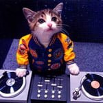 cat DJ kittens