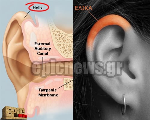 ear_anatomy ανατομία έξω αυτιού